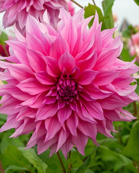 Dahlia Cafe au Lait Rose
